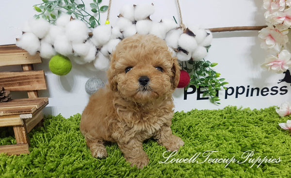 Teacup Poodle Male [Copper] - Lowell Teacup Puppies inc