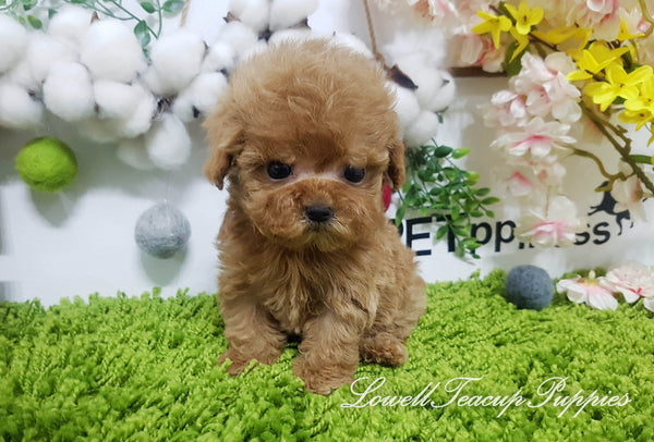 Teacup Poodle Female [Sugar] - Lowell Teacup Puppies inc