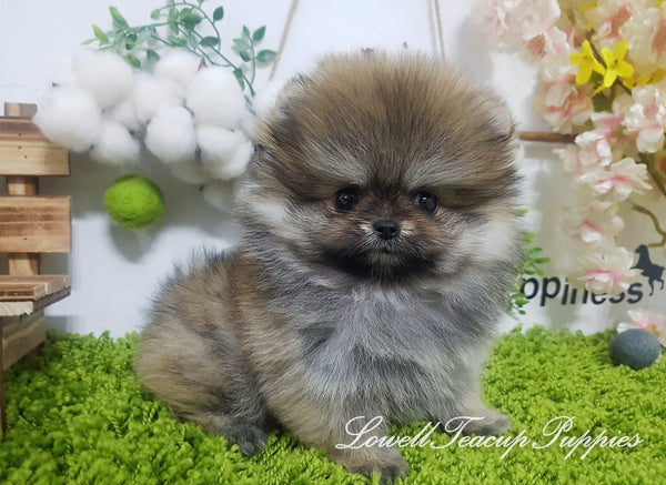 Teacup Pomeranian Female [Hazel] - Lowell Teacup Puppies inc