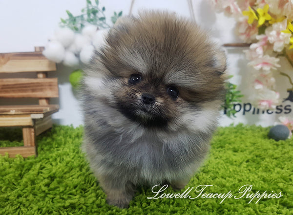 Teacup Pomeranian Female [Hazel] - Lowell Teacup Puppies inc