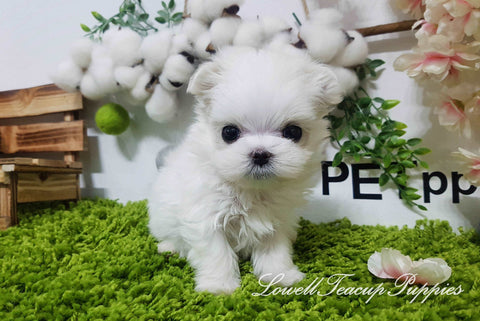 Teacup Maltese Male [Buddy]