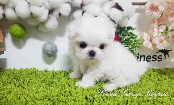 Teacup Maltese Female [Daisy]