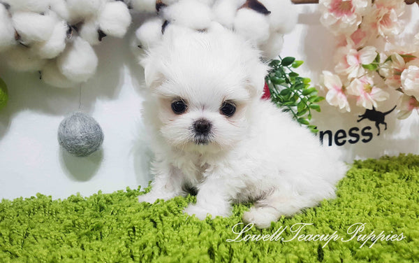Teacup Maltese Female [Daisy]