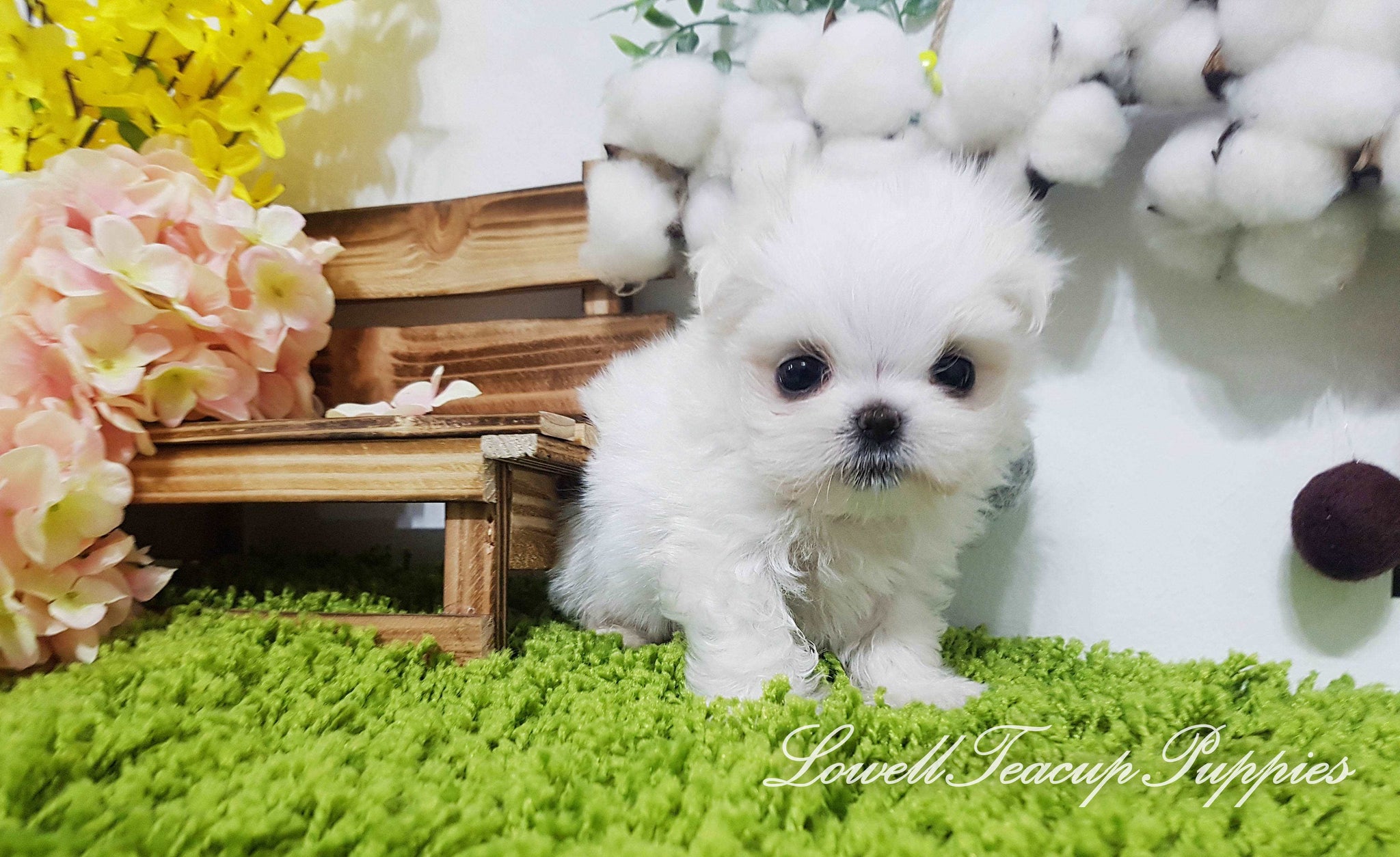 Teacup Maltese Female [Daisy]