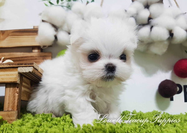 Teacup Maltese Female [Daisy]