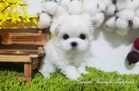 Teacup Maltese Female [Elsa]