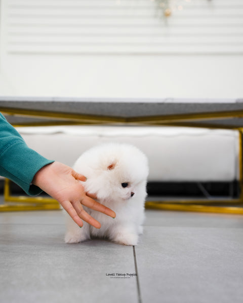 Teacup Pomeranian Female [Jenny] - Lowell Teacup Puppies inc
