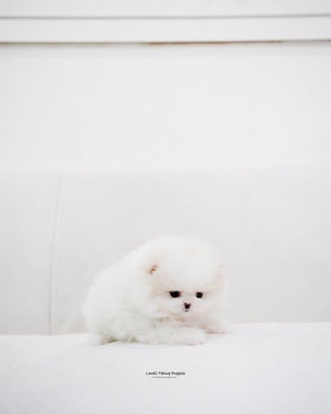 Teacup Pomeranian Female [Jenny] - Lowell Teacup Puppies inc