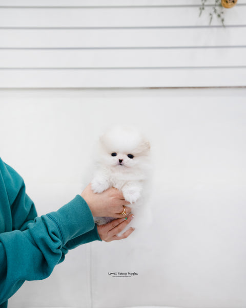 Teacup Pomeranian Female [Jenny] - Lowell Teacup Puppies inc