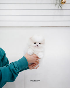 Teacup Pomeranian Female [Jenny] - Lowell Teacup Puppies inc