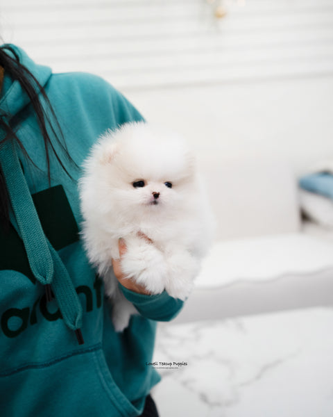 Teacup Pomeranian Female [Jenny] - Lowell Teacup Puppies inc