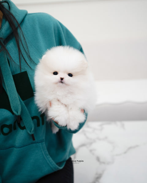 Teacup Pomeranian Female [Jenny] - Lowell Teacup Puppies inc