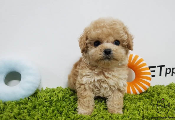 Teacup Maltipoo Male [Belle] - Lowell Teacup Puppies inc