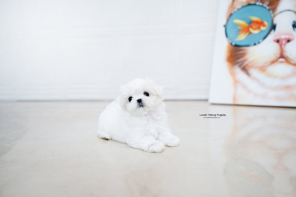 Teacup Maltese Female [Helen] - Lowell Teacup Puppies inc