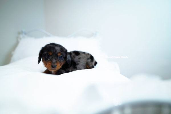Teacup Dachshund Male [Ray] - Lowell Teacup Puppies inc