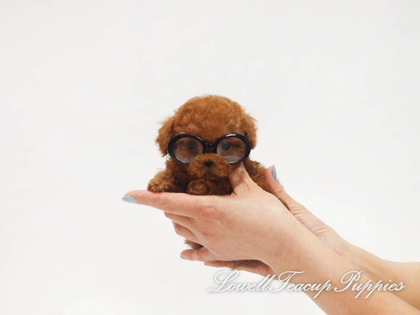 Teacup Poodle Female [Coco] - Lowell Teacup Puppies inc