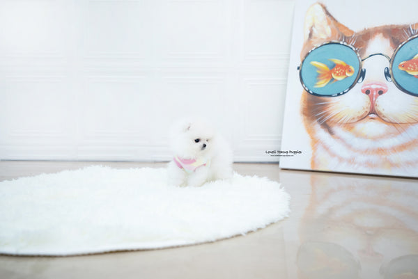 Teacup Pomeranian Male [Enzo] - Lowell Teacup Puppies inc