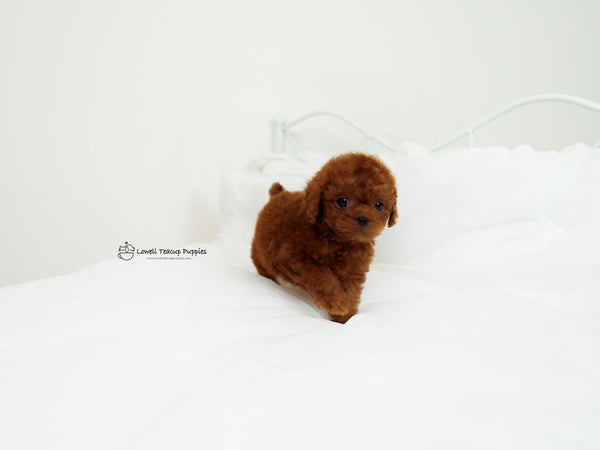 Gomez / Teacup Poodle Male [Chico] - Lowell Teacup Puppies inc