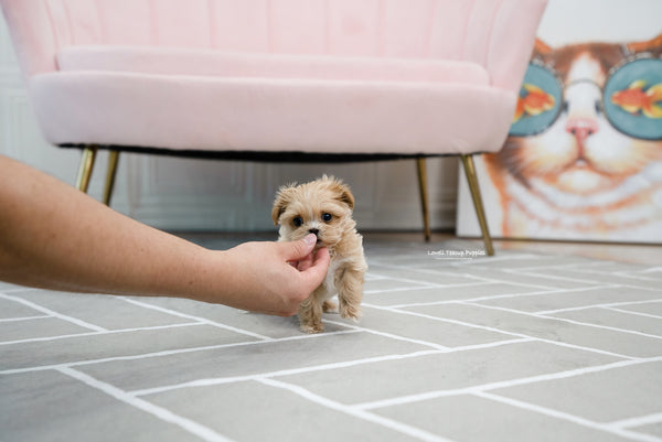 Teacup Maltipoo Female [Mary] - Lowell Teacup Puppies inc