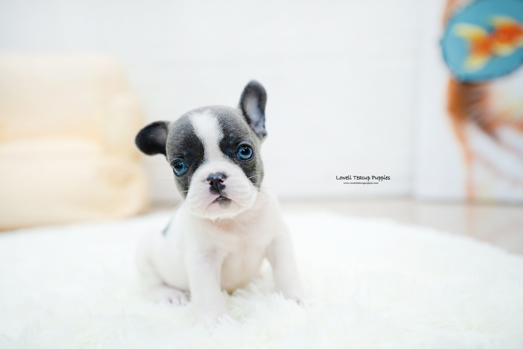 French bulldog Male [Brody] - Lowell Teacup Puppies inc