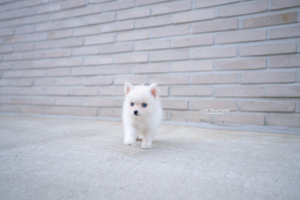 Teacup Pomsky Female [Ivy] - Lowell Teacup Puppies inc