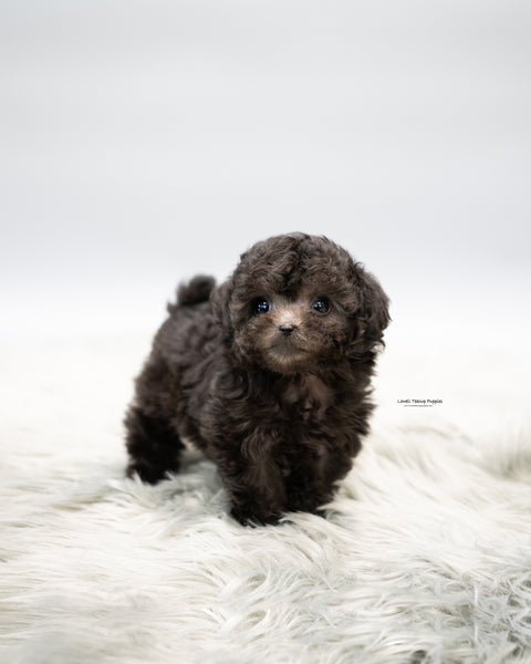 Teacup Poodle Male [Chico]