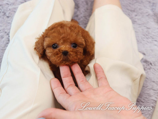 Teacup Poodle Female [Coco] - Lowell Teacup Puppies inc