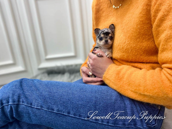 Teacup Chihuahua Male [Aventador] - Lowell Teacup Puppies inc