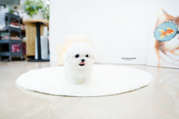 Teacup Bichon frise Female [Nemo] - Lowell Teacup Puppies inc