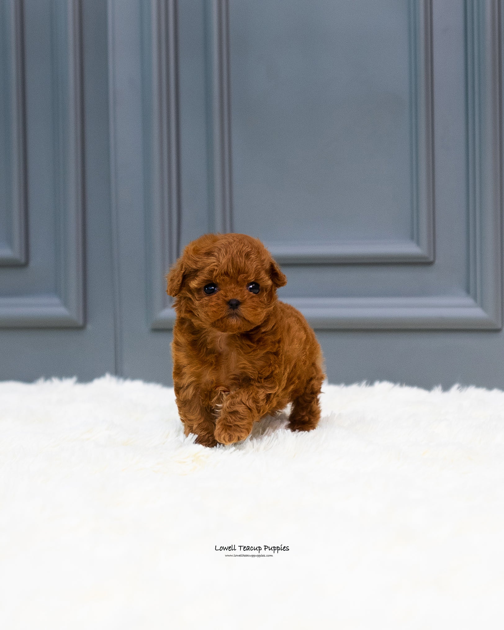 Teacup Maltipoo Female [Zinna] - Lowell Teacup Puppies inc