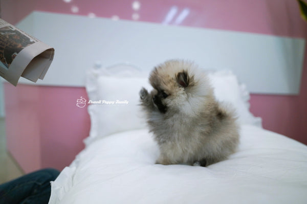 Teacup Pomeranian Female [Foufou] - Lowell Teacup Puppies inc