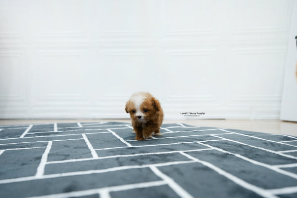 Teacup Poodle Female [Ezra] - Lowell Teacup Puppies inc