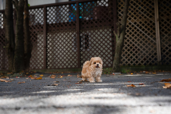 Teacup Maltipoo Male [Soren] - Lowell Teacup Puppies inc