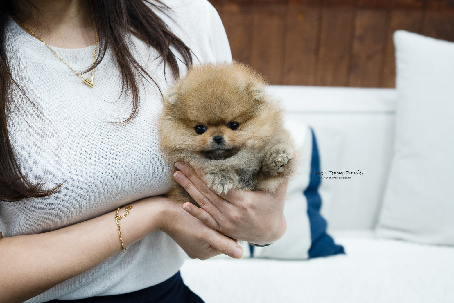Teacup Pomeranian Male [Diego] - Lowell Teacup Puppies inc