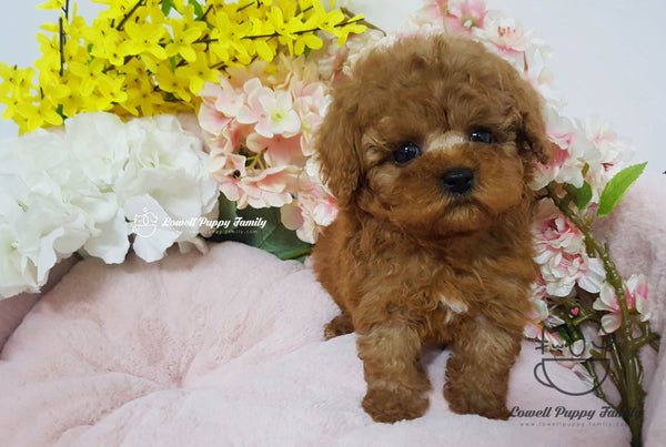 Teacup Poodle female [Cappuccino] - Lowell Teacup Puppies inc