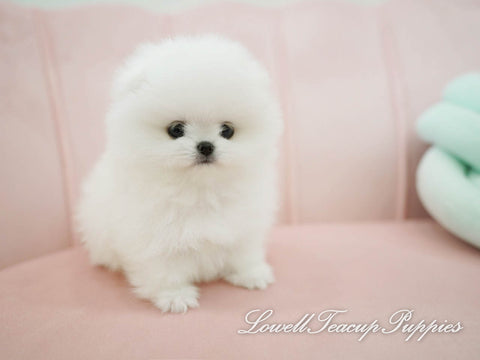 Teacup Pomeranian Male [Kiko] - Lowell Teacup Puppies inc