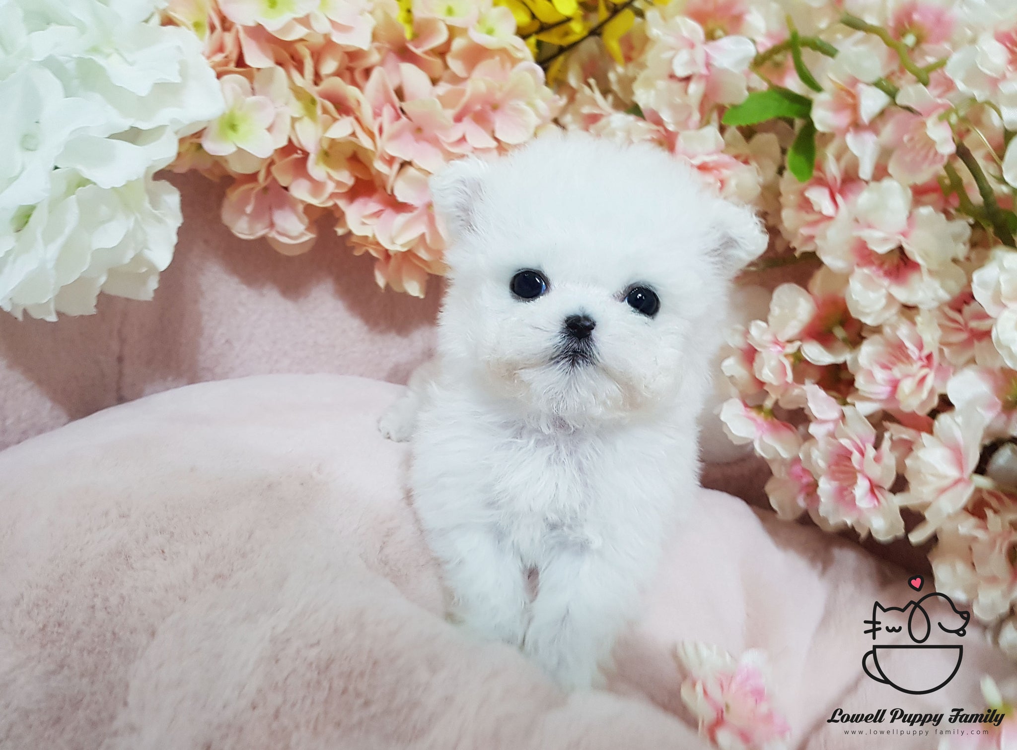 Xiao he / Teacup Bichon frise Female [Bubble] - Lowell Teacup Puppies inc