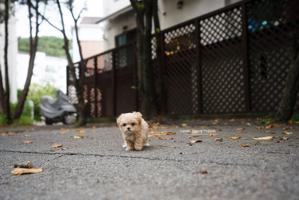 Teacup Maltipoo Female [Fendi] - Lowell Teacup Puppies inc