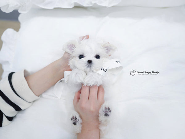 Teacup Maltese Female [Bonnie] - Lowell Teacup Puppies inc