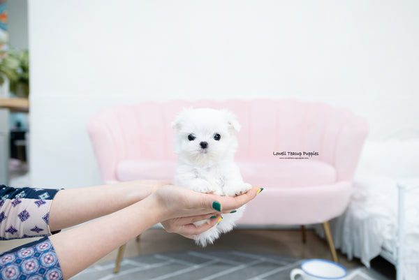 Teacup Maltese Male [Tayo] - Lowell Teacup Puppies inc