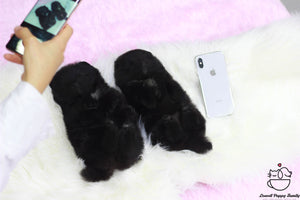 Teacup Pomeranian Twins [Ann,Anna] - Lowell Teacup Puppies inc