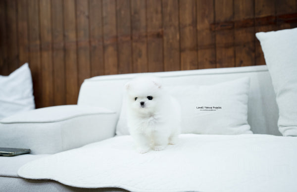 Teacup Pomeranian Male [Max] - Lowell Teacup Puppies inc