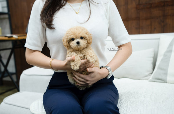 Teacup Maltipoo Female [Kelly] - Lowell Teacup Puppies inc