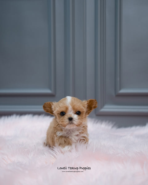 Teacup Maltipoo Male [Louis] - Lowell Teacup Puppies inc