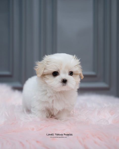 Mini Coton De Tulear Male [Austin] - Lowell Teacup Puppies inc