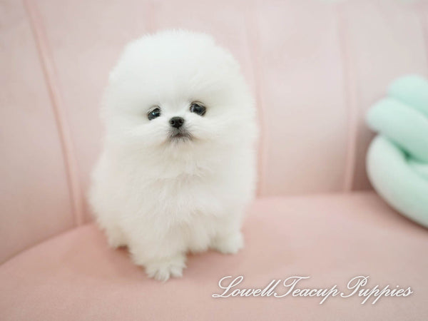 Teacup Pomeranian Male [Kiko] - Lowell Teacup Puppies inc
