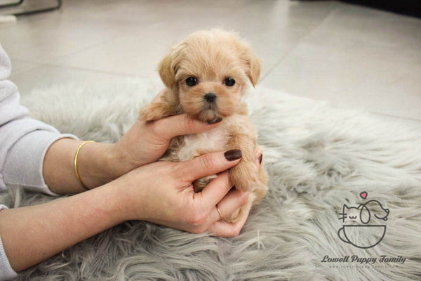 Teacup Maltipoo Female [Vivienne] - Lowell Teacup Puppies inc