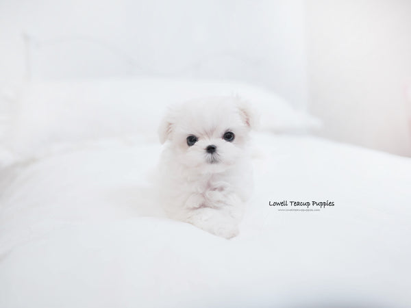 Rahman Radin / Teacup Maltese two Female [Tina,momo] - Lowell Teacup Puppies inc