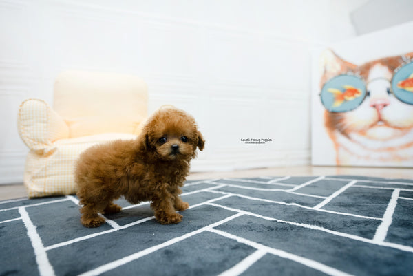 Teacup Poodle Female [Hazel] - Lowell Teacup Puppies inc