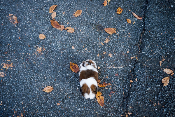 Teacup Shihtzu Female [Maya] - Lowell Teacup Puppies inc